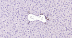 MSI2 Antibody in Immunohistochemistry (Paraffin) (IHC (P))