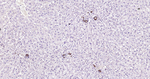 MSI2 Antibody in Immunohistochemistry (Paraffin) (IHC (P))