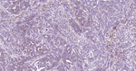 MSI2 Antibody in Immunohistochemistry (Paraffin) (IHC (P))
