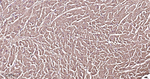 Myoglobin Antibody in Immunohistochemistry (Paraffin) (IHC (P))
