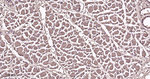 Myoglobin Antibody in Immunohistochemistry (Paraffin) (IHC (P))