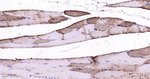 Myoglobin Antibody in Immunohistochemistry (Paraffin) (IHC (P))
