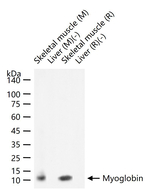 Myoglobin Antibody in Western Blot (WB)