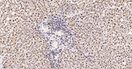 hnRNP K Antibody in Immunohistochemistry (Paraffin) (IHC (P))