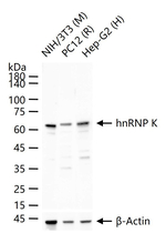 hnRNP K Antibody in Western Blot (WB)