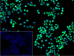 eIF5A Recombinant Rabbit Monoclonal Antibody (6A11)