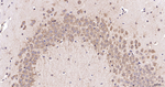 eIF5A Antibody in Immunohistochemistry (Paraffin) (IHC (P))
