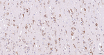 eIF5A Antibody in Immunohistochemistry (Paraffin) (IHC (P))
