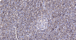 eIF5A Antibody in Immunohistochemistry (Paraffin) (IHC (P))