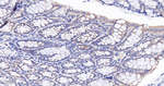 Protein APC Antibody in Immunohistochemistry (Paraffin) (IHC (P))