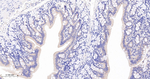 Protein APC Antibody in Immunohistochemistry (Paraffin) (IHC (P))