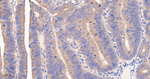 Protein APC Recombinant Rabbit Monoclonal Antibody (2G8)