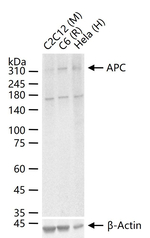 Protein APC Antibody in Western Blot (WB)