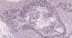 SCF Antibody in Immunohistochemistry (Paraffin) (IHC (P))