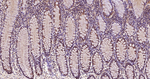 SCF Antibody in Immunohistochemistry (Paraffin) (IHC (P))