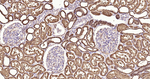 SCF Antibody in Immunohistochemistry (Paraffin) (IHC (P))