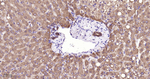 SCF Antibody in Immunohistochemistry (Paraffin) (IHC (P))
