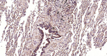 SCF Antibody in Immunohistochemistry (Paraffin) (IHC (P))