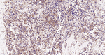 SCF Antibody in Immunohistochemistry (Paraffin) (IHC (P))