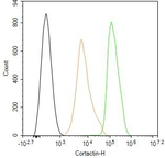 Cortactin Antibody in Flow Cytometry (Flow)