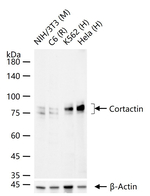 Cortactin Antibody in Western Blot (WB)