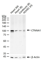 Catenin alpha-1 Antibody in Western Blot (WB)