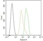 Radixin Antibody in Flow Cytometry (Flow)