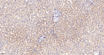 Radixin Antibody in Immunohistochemistry (Paraffin) (IHC (P))