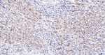 Radixin Antibody in Immunohistochemistry (Paraffin) (IHC (P))