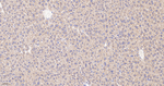 Radixin Antibody in Immunohistochemistry (Paraffin) (IHC (P))