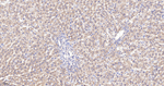 Radixin Antibody in Immunohistochemistry (Paraffin) (IHC (P))