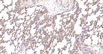 Radixin Antibody in Immunohistochemistry (Paraffin) (IHC (P))