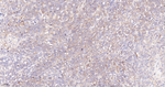 Radixin Antibody in Immunohistochemistry (Paraffin) (IHC (P))