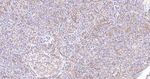 Radixin Antibody in Immunohistochemistry (Paraffin) (IHC (P))
