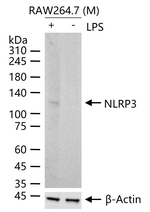 NLRP3 Antibody in Western Blot (WB)