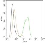LSP1 Antibody in Flow Cytometry (Flow)