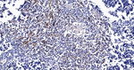 LSP1 Antibody in Immunohistochemistry (Paraffin) (IHC (P))