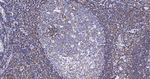 LSP1 Antibody in Immunohistochemistry (Paraffin) (IHC (P))