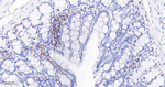 LSP1 Antibody in Immunohistochemistry (Paraffin) (IHC (P))