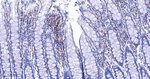 LSP1 Antibody in Immunohistochemistry (Paraffin) (IHC (P))