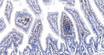 LSP1 Antibody in Immunohistochemistry (Paraffin) (IHC (P))