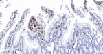 LSP1 Antibody in Immunohistochemistry (Paraffin) (IHC (P))