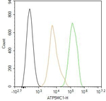 ATP5G1 Antibody in Flow Cytometry (Flow)