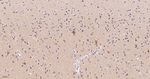 ATP5G1 Antibody in Immunohistochemistry (Paraffin) (IHC (P))