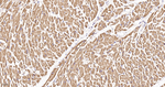 ATP5G1 Antibody in Immunohistochemistry (Paraffin) (IHC (P))