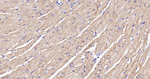 ATP5G1 Antibody in Immunohistochemistry (Paraffin) (IHC (P))