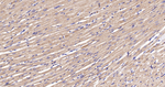 ATP5G1 Antibody in Immunohistochemistry (Paraffin) (IHC (P))