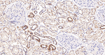 ATP5G1 Antibody in Immunohistochemistry (Paraffin) (IHC (P))