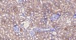 ATP5G1 Antibody in Immunohistochemistry (Paraffin) (IHC (P))