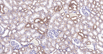 ATP5G1 Antibody in Immunohistochemistry (Paraffin) (IHC (P))